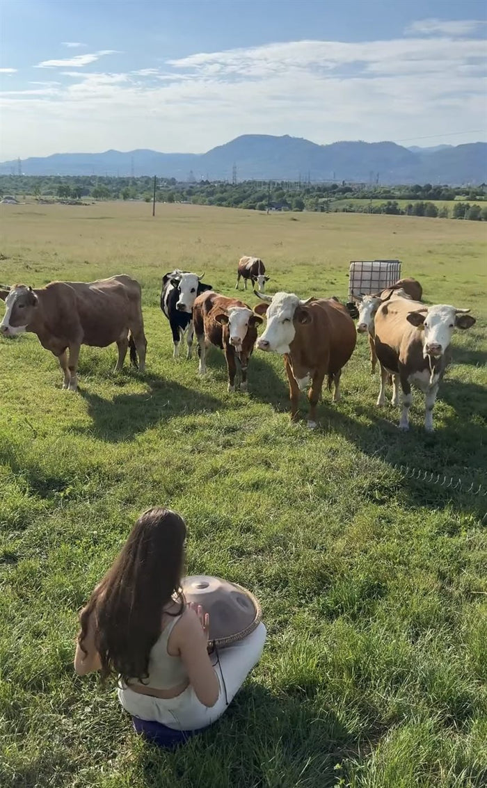 Xenia singing outdoors, among animals